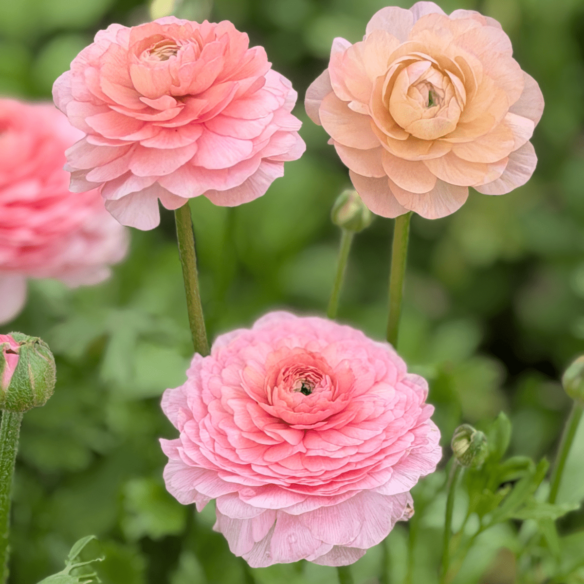 Shades of Salmon Elegantly Double Ranunculus Mix – 10 Corms - Love Dahlias-#south#-#africa#-#flower#-#bulbs#