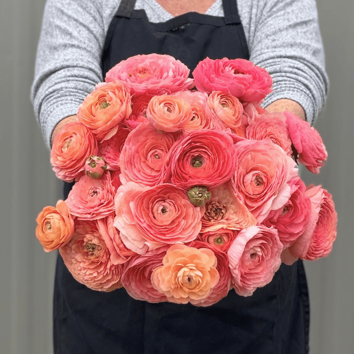 Shades of Salmon Elegantly Double Ranunculus Mix – 10 Corms - Love Dahlias-#south#-#africa#-#flower#-#bulbs#