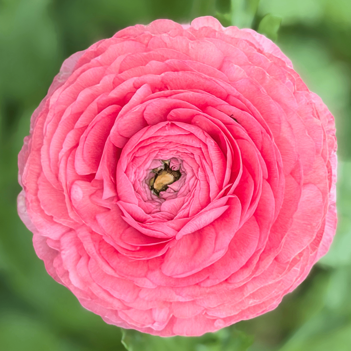 Shades of Salmon Elegantly Double Ranunculus Mix – 10 Corms - Love Dahlias-#south#-#africa#-#flower#-#bulbs#