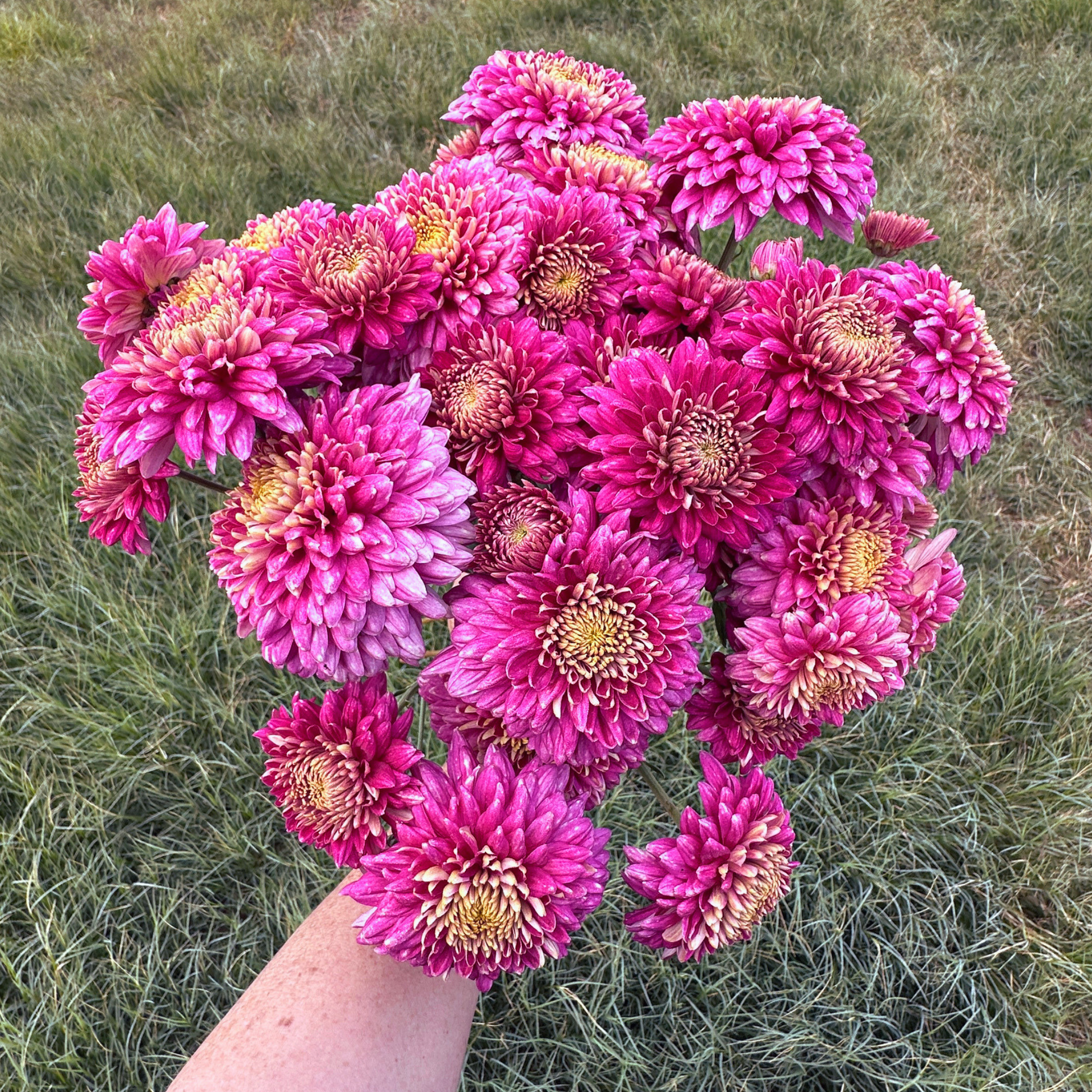 Sheer Purple Heirloom Chrysanthemum | South Africa - Love Dahlias - south - africa - flower - bulbs