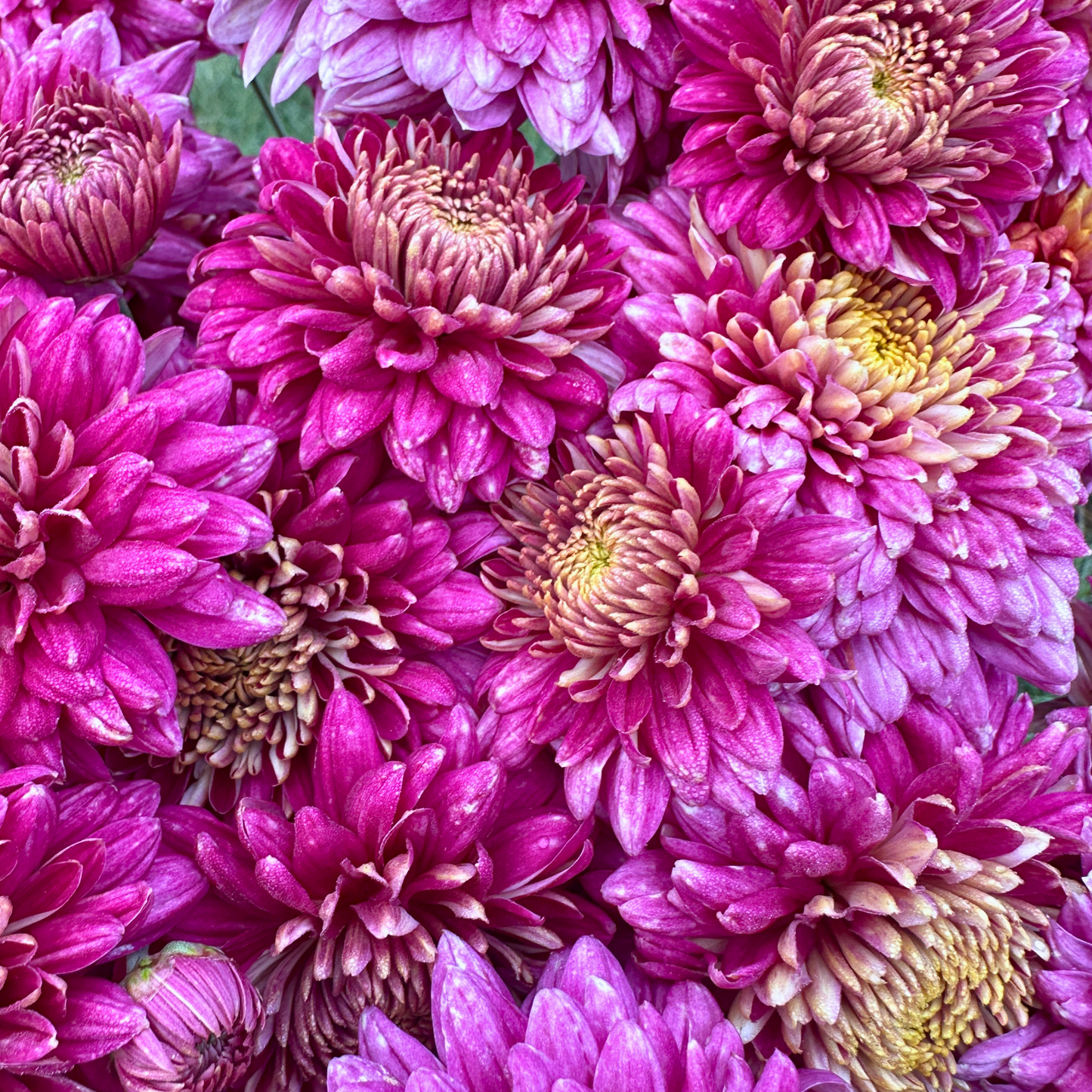 Sheer Purple Heirloom Chrysanthemum | South Africa - Love Dahlias - south - africa - flower - bulbs