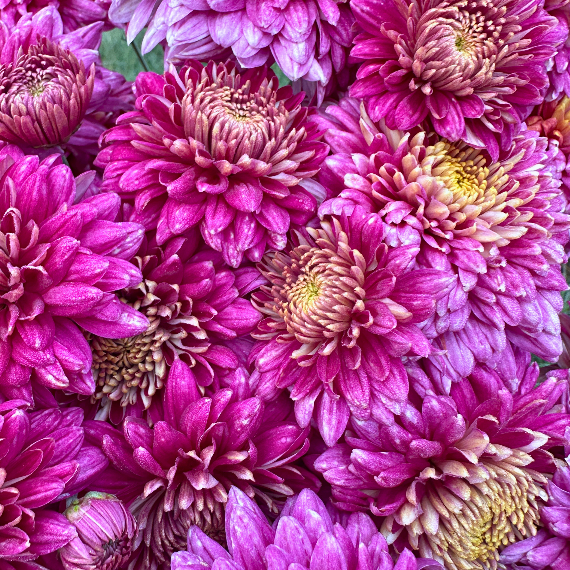 Sheer Purple Heirloom Chrysanthemum | South Africa - Love Dahlias - south - africa - flower - bulbs