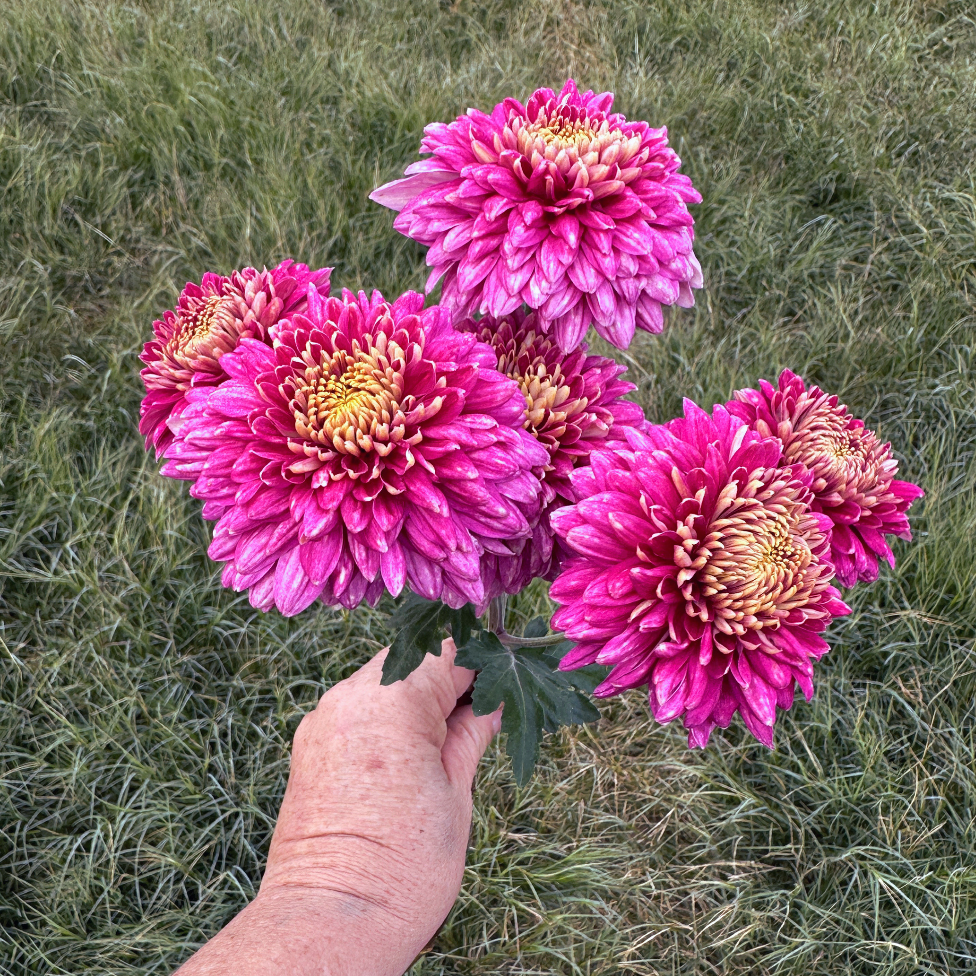 Sheer Purple Heirloom Chrysanthemum | South Africa - Love Dahlias - south - africa - flower - bulbs