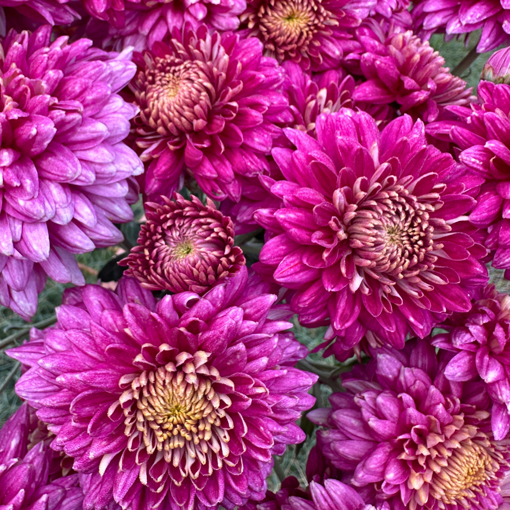 Sheer Purple Heirloom Chrysanthemum | South Africa - Love Dahlias - south - africa - flower - bulbs