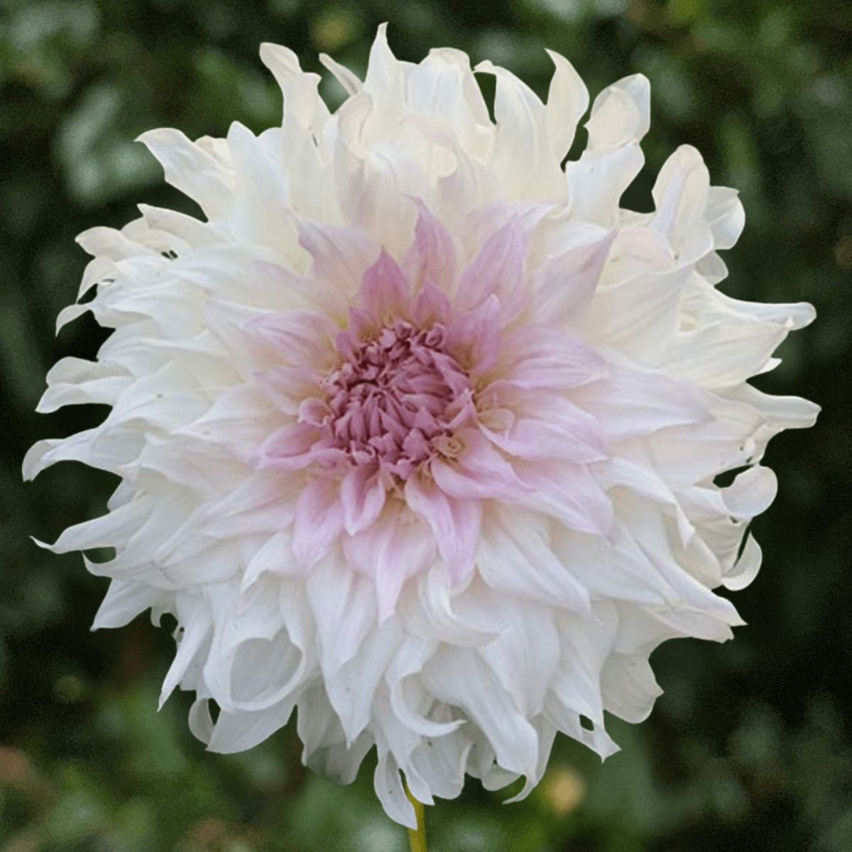 Shiloh Noelle Dahlia Tuber | South Africa - Love Dahlias-south-africa-flower-bulbs