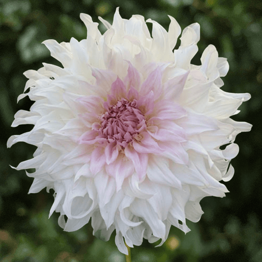 Shiloh Noelle Dahlia Tuber | South Africa - Love Dahlias-south-africa-flower-bulbs