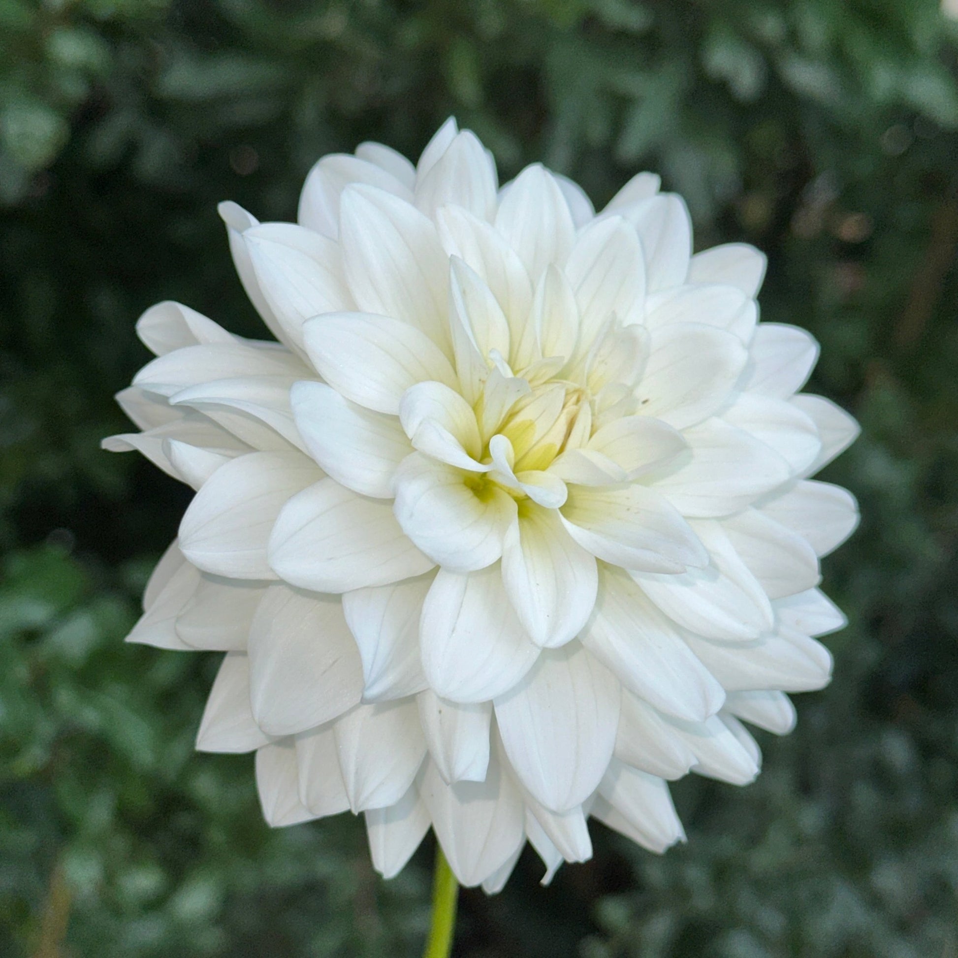 Siberia Dahlia Tuber - Love Dahlias - south - africa - flower - bulbs