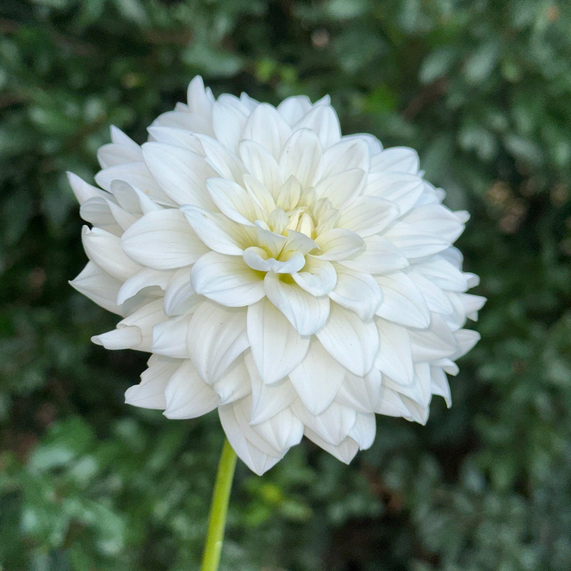 Siberia Dahlia Tuber - Love Dahlias - south - africa - flower - bulbs