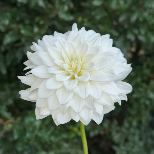 Siberia Dahlia Tuber - Love Dahlias - south - africa - flower - bulbs