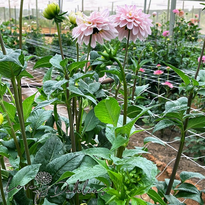 Silver Years Dahlia Tuber - Love Dahlias - south - africa - flower - bulbs