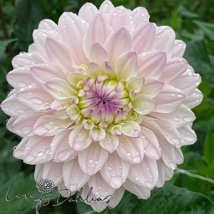 Silver Years Dahlia Tuber - Love Dahlias - south - africa - flower - bulbs