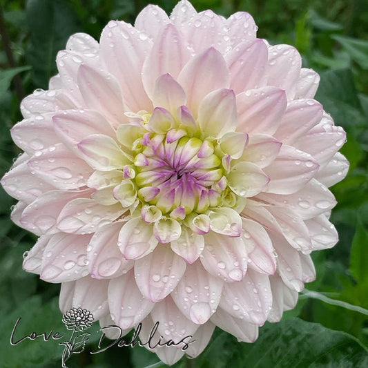 Silver Years Dahlia Tuber - Love Dahlias - south - africa - flower - bulbs