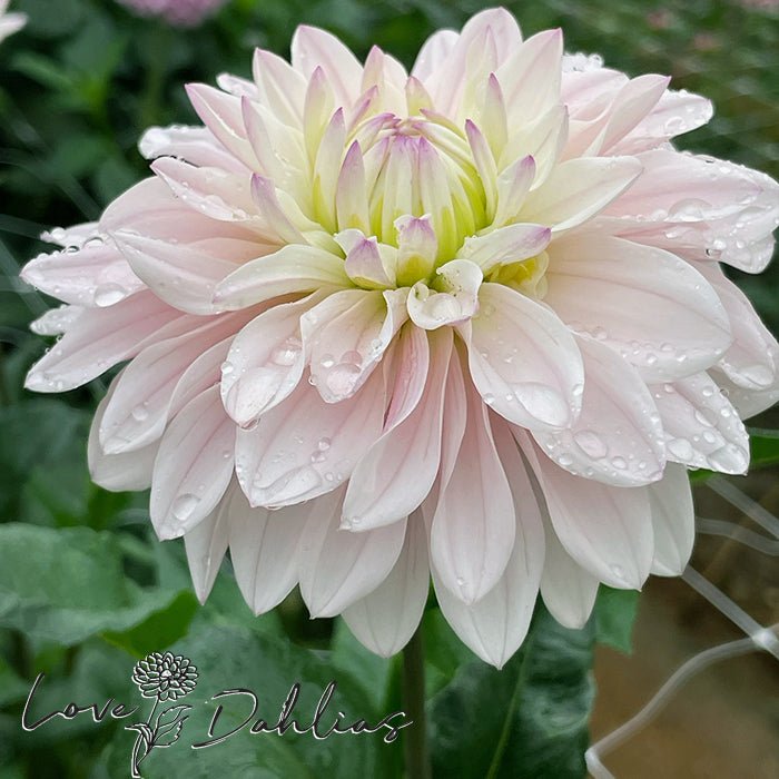 Silver Years Dahlia Tuber - Love Dahlias - south - africa - flower - bulbs