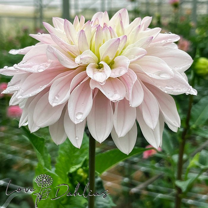 Silver Years Dahlia Tuber - Love Dahlias - south - africa - flower - bulbs