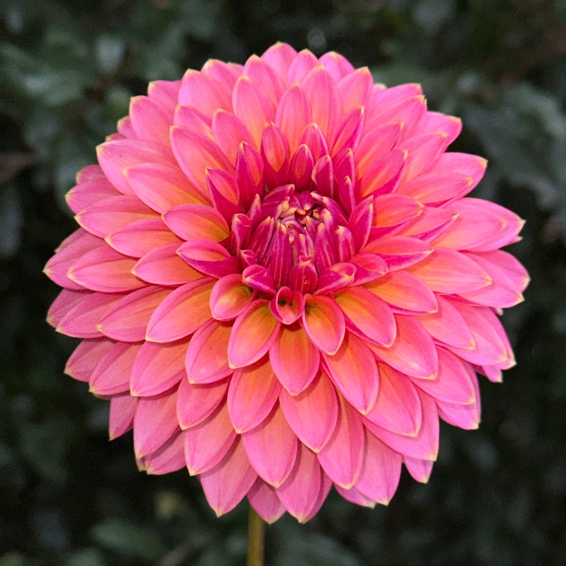 Skipley Spot of Gold Dahlia (Limit 1 p.p) - Love Dahlias - south - africa - flower - bulbs