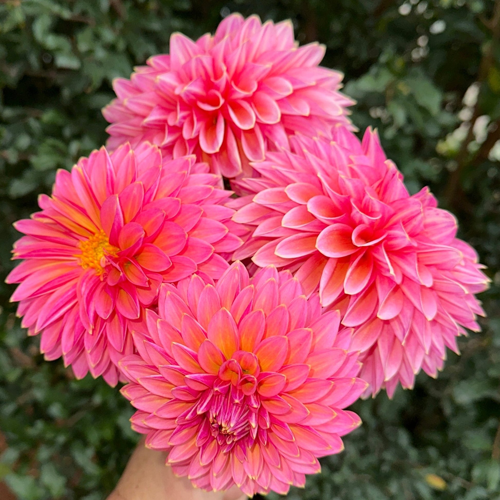 Skipley Spot of Gold Dahlia (Limit 1 p.p) - Love Dahlias - south - africa - flower - bulbs