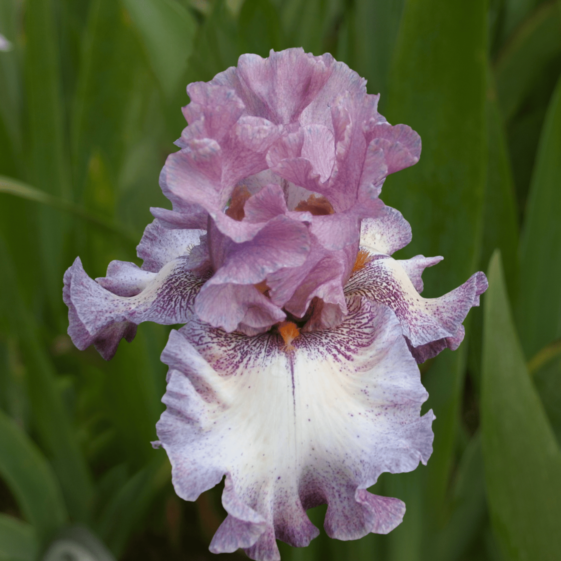 Sladké Mámení Bearded Iris (Coming in 2028) - Love Dahlias - south - africa - flower - bulbs