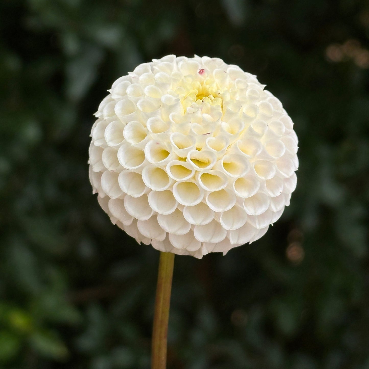 Small World Dahlia Tuber - Love Dahlias - south - africa - flower - bulbs