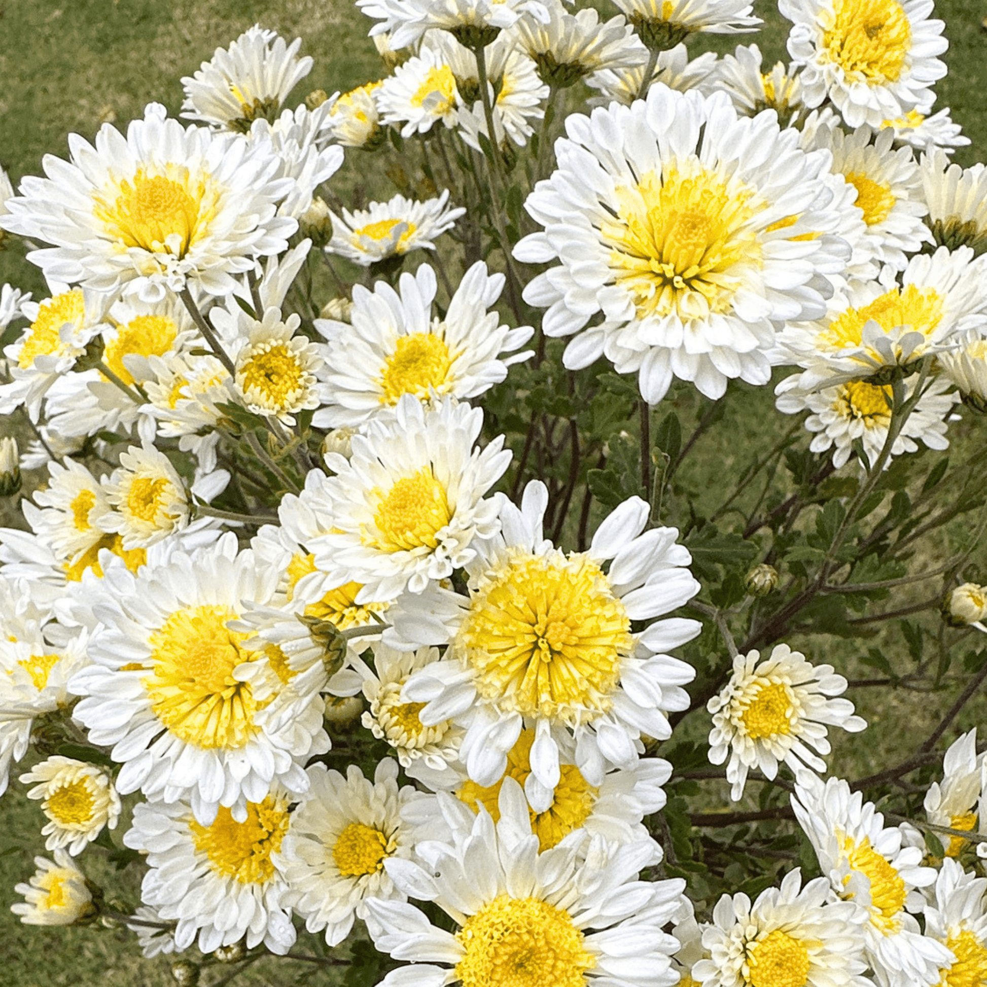 Smile Heirloom Chrysanthemum | South Africa - Love Dahlias - south - africa - flower - bulbs