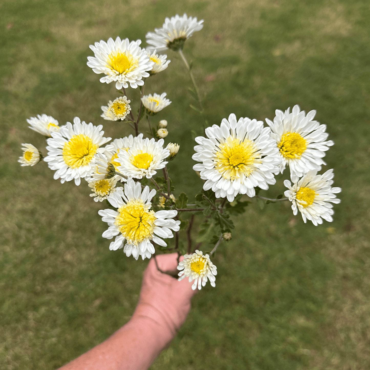 Smile Heirloom Chrysanthemum | South Africa - Love Dahlias - south - africa - flower - bulbs