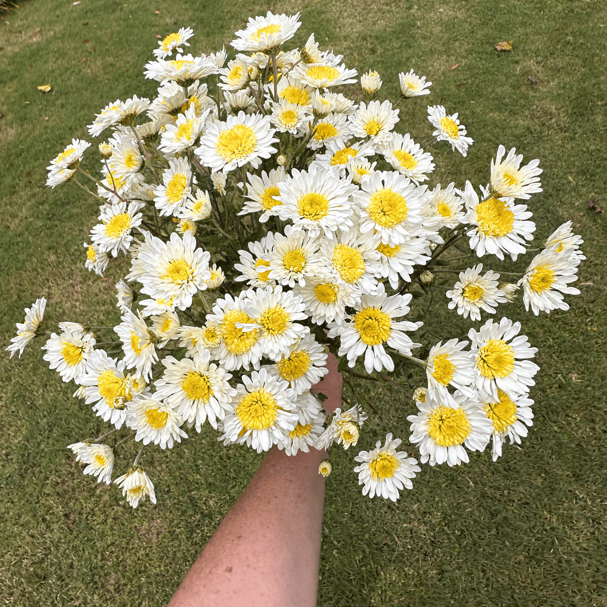 Smile Heirloom Chrysanthemum | South Africa - Love Dahlias - south - africa - flower - bulbs