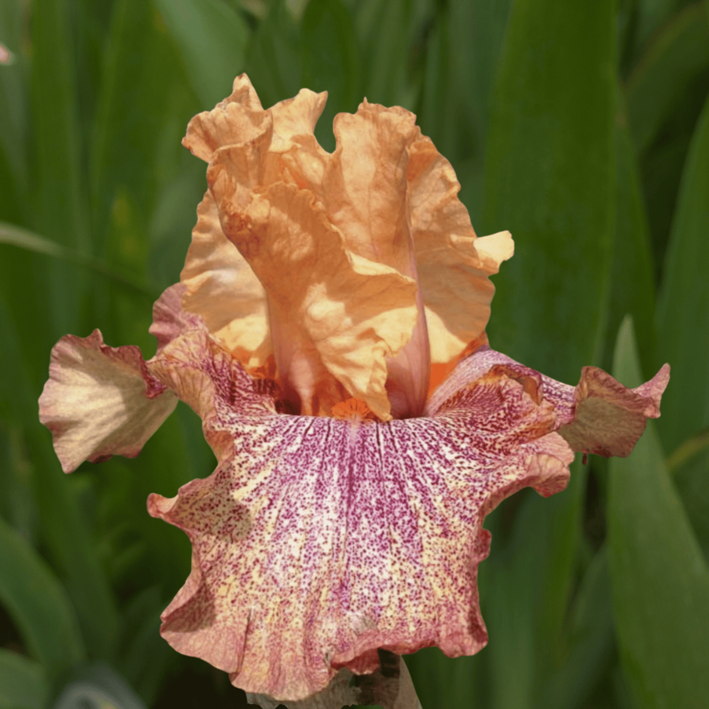 Sneezy Bearded Iris (Coming in 2028) - Love Dahlias - south - africa - flower - bulbs