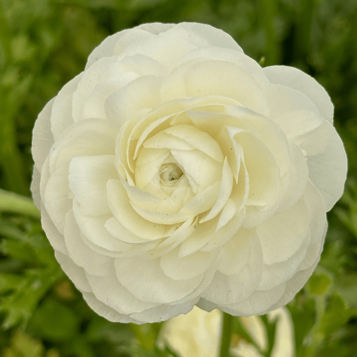 Snow White Ruffles Ranunculus Corms (Pack of 20) - Love Dahlias-#south#-#africa#-#flower#-#bulbs#