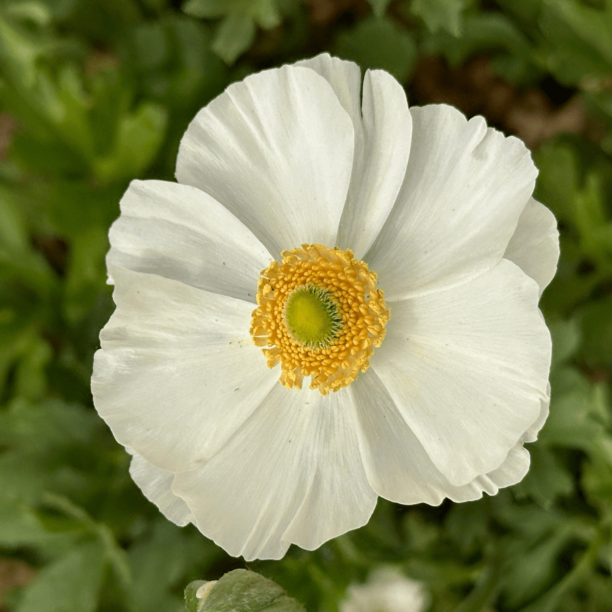 Snow White Ruffles Ranunculus Corms (Pack of 20) - Love Dahlias-#south#-#africa#-#flower#-#bulbs#