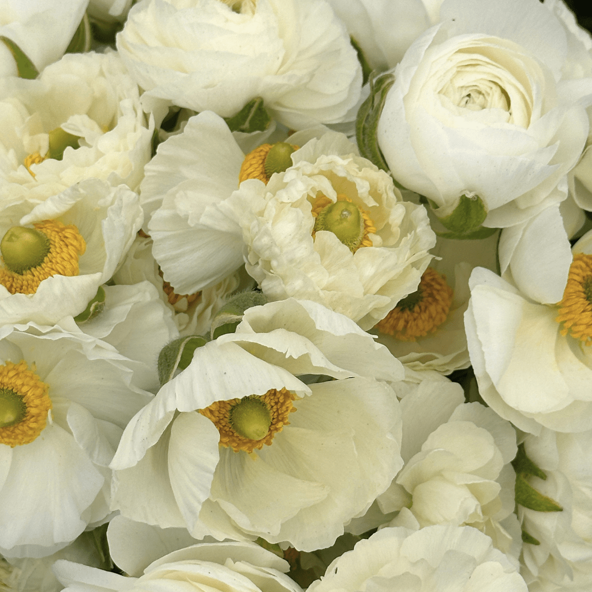 Snow White Ruffles Ranunculus Corms (Pack of 20) - Love Dahlias-#south#-#africa#-#flower#-#bulbs#