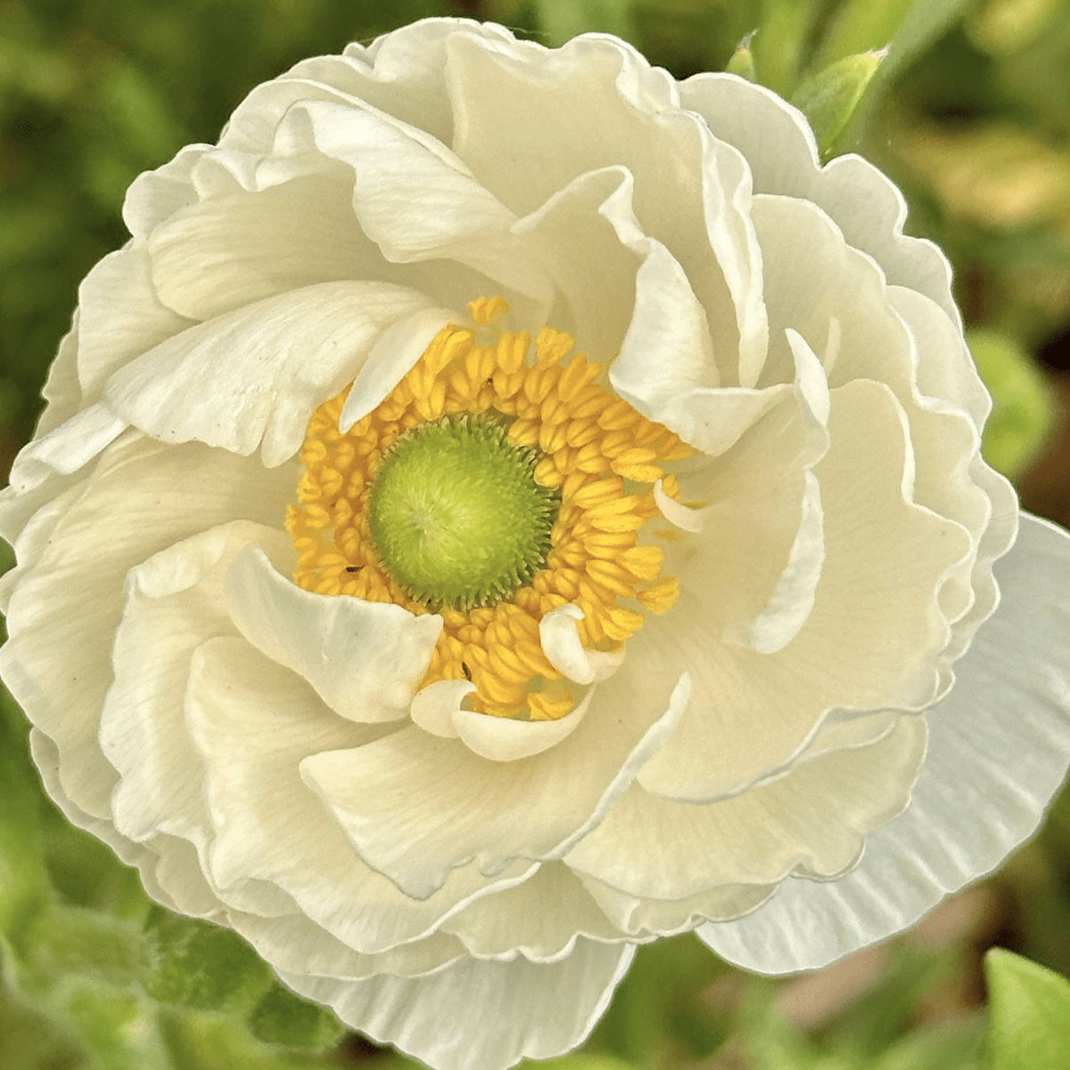 Snow White Ruffles Ranunculus Corms (Pack of 20) - Love Dahlias-#south#-#africa#-#flower#-#bulbs#