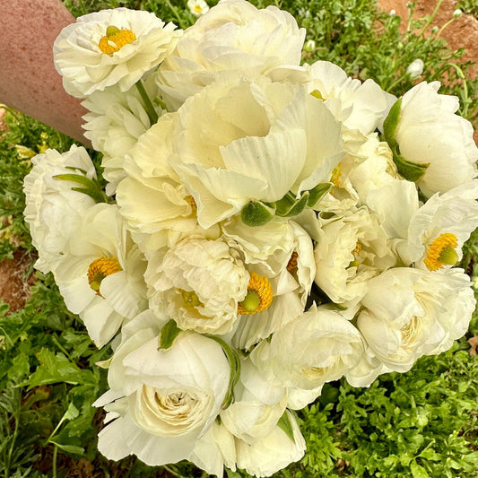 Snow White Ruffles Ranunculus Corms (Pack of 20) - Love Dahlias - south - africa - flower - bulbs