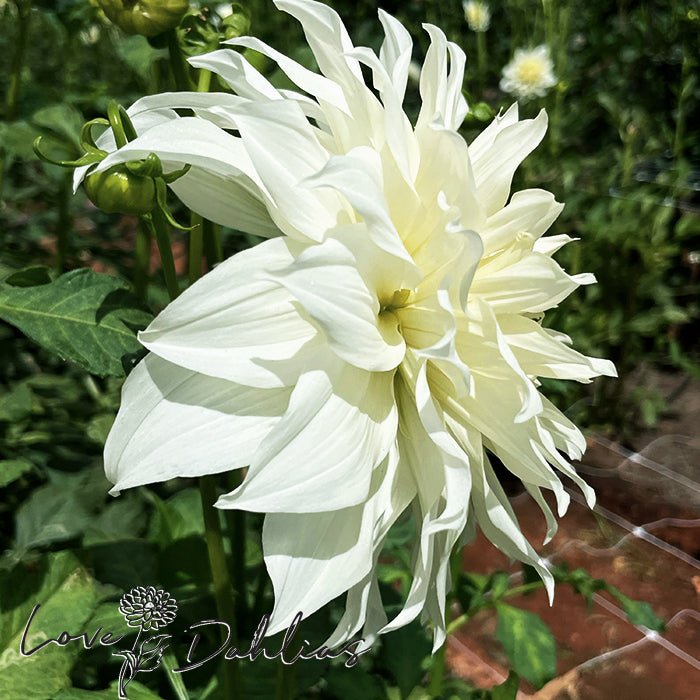 Snowbound Dahlia Tuber - Love Dahlias - south - africa - flower - bulbs