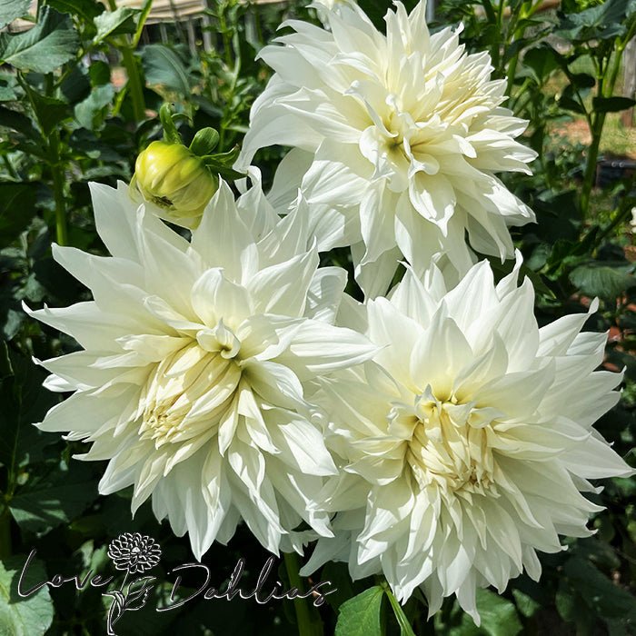 Snowbound Dahlia Tuber - Love Dahlias - south - africa - flower - bulbs