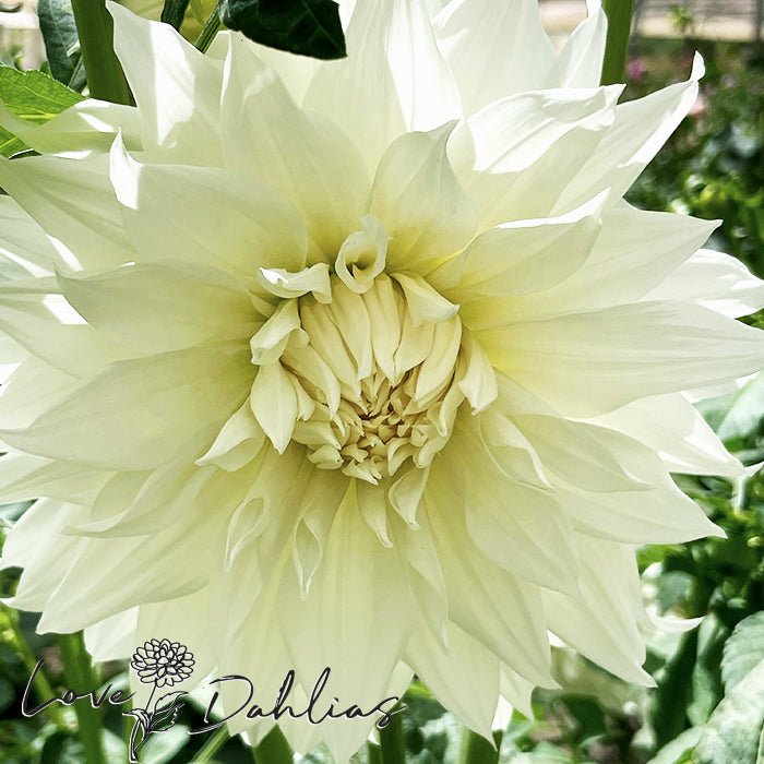 Snowbound Dahlia Tuber - Love Dahlias - south - africa - flower - bulbs
