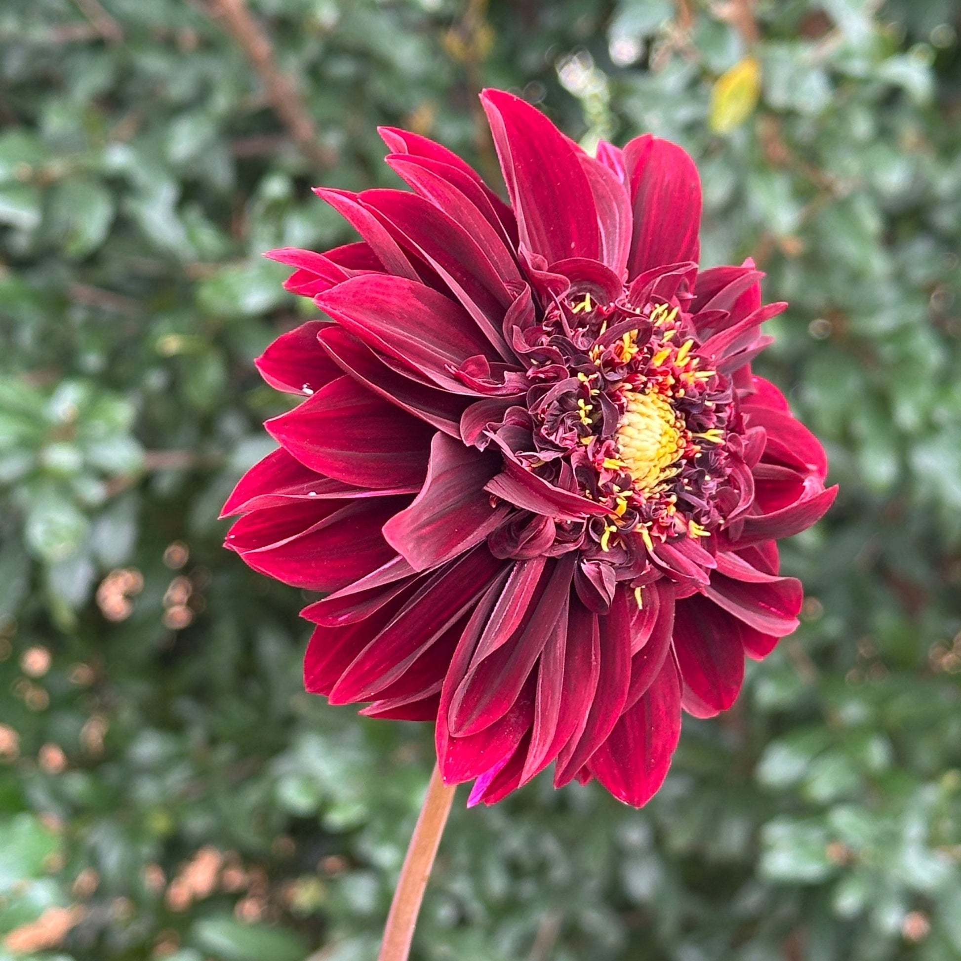 Soulman Dahlia Tuber - Love Dahlias - south - africa - flower - bulbs