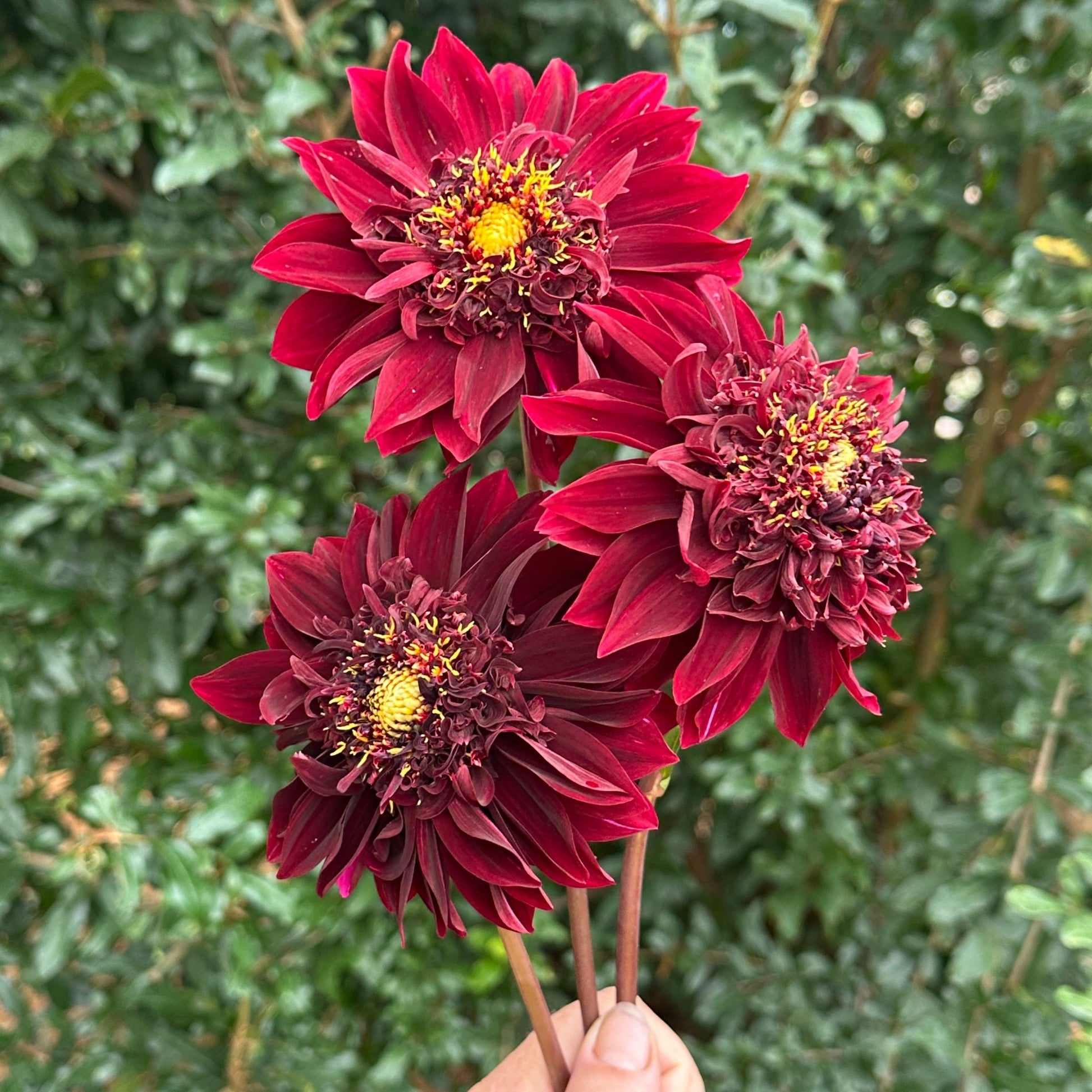 Soulman Dahlia Tuber - Love Dahlias - south - africa - flower - bulbs
