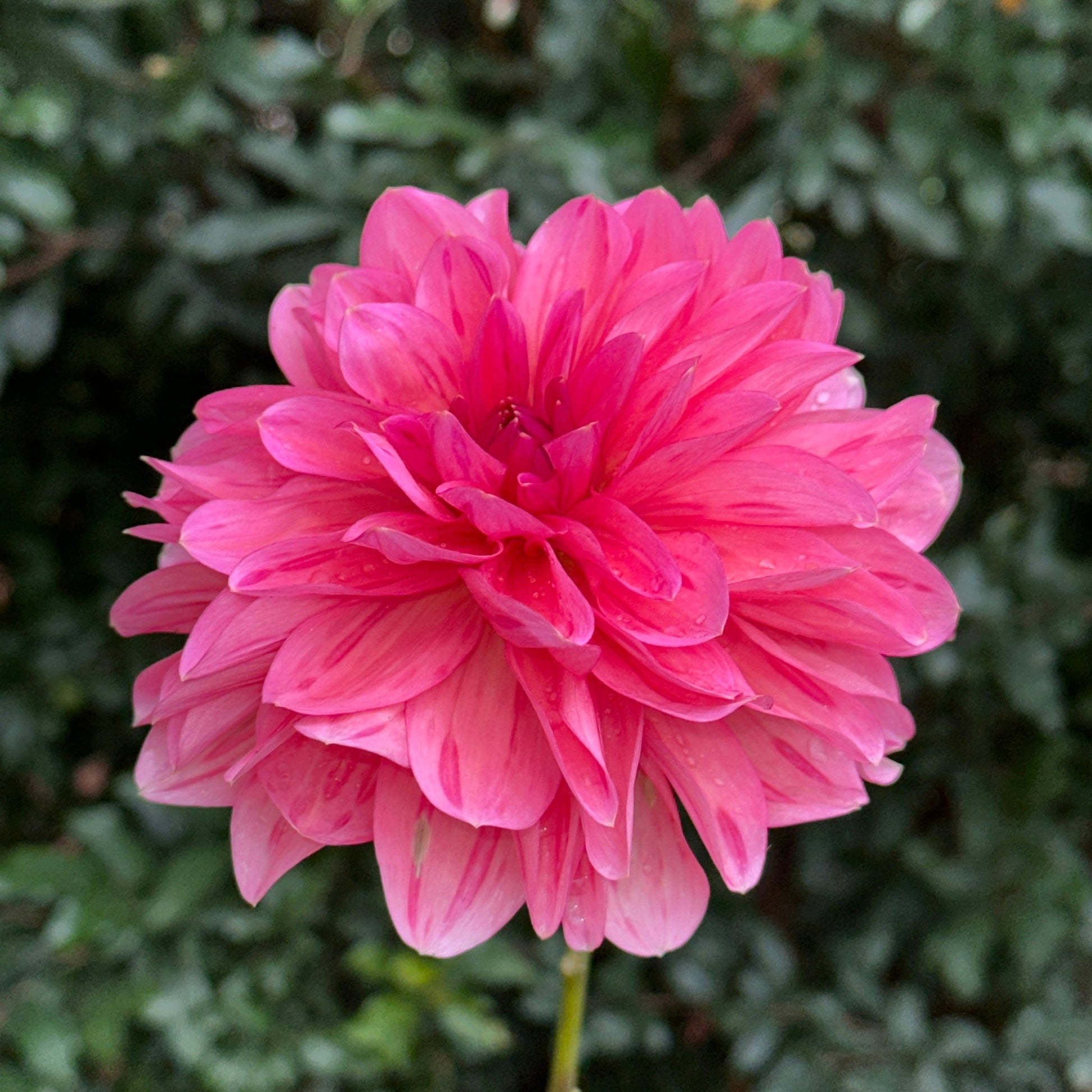 Sourire De Crozon Dahlia Tuber - Love Dahlias - south - africa - flower - bulbs