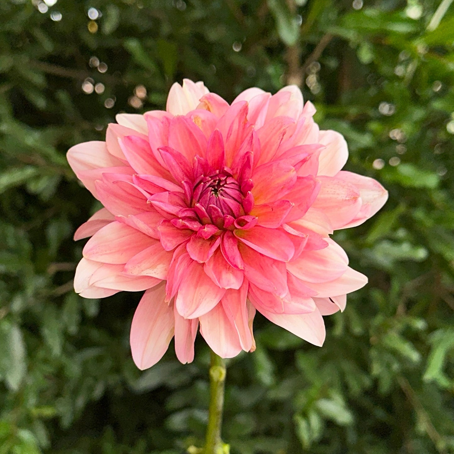 Sourire De Crozon Dahlia Tuber - Love Dahlias - south - africa - flower - bulbs