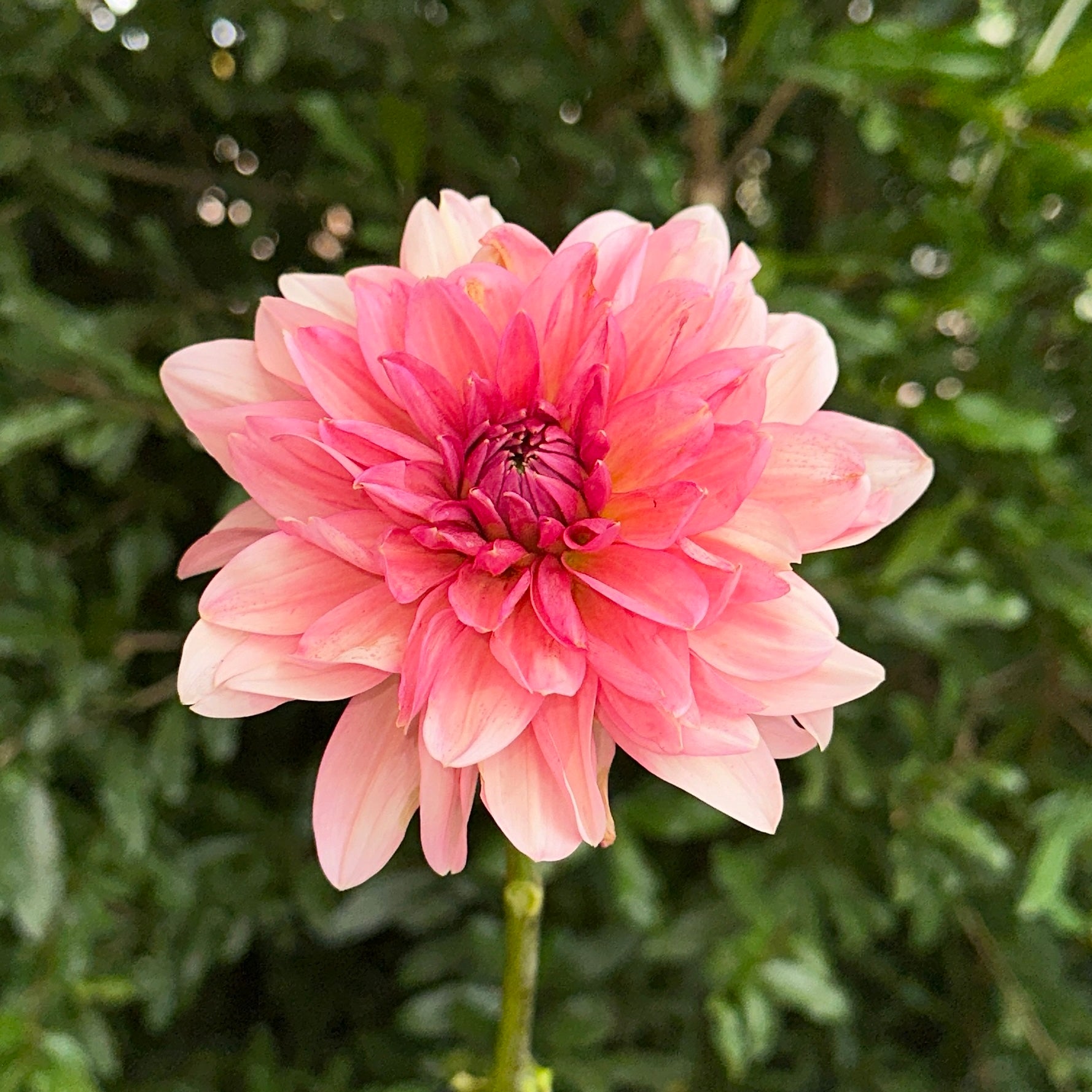 Sourire De Crozon Dahlia Tuber - Love Dahlias - south - africa - flower - bulbs