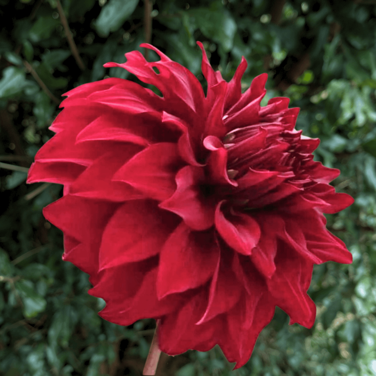 Spartacus Dahlia Tuber | South Africa - Love Dahlias - south - africa - flower - bulbs