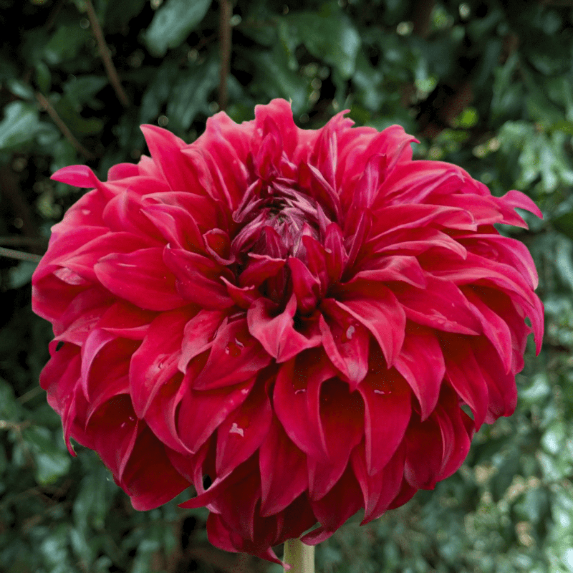 Spartacus Dahlia Tuber | South Africa - Love Dahlias - south - africa - flower - bulbs
