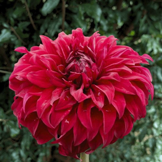 Spartacus Dahlia Tuber | South Africa - Love Dahlias - south - africa - flower - bulbs