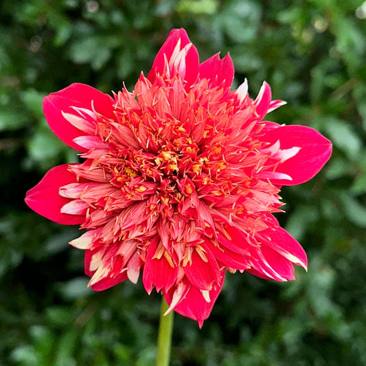 Speech Dahlia Tuber - Love Dahlias - south - africa - flower - bulbs