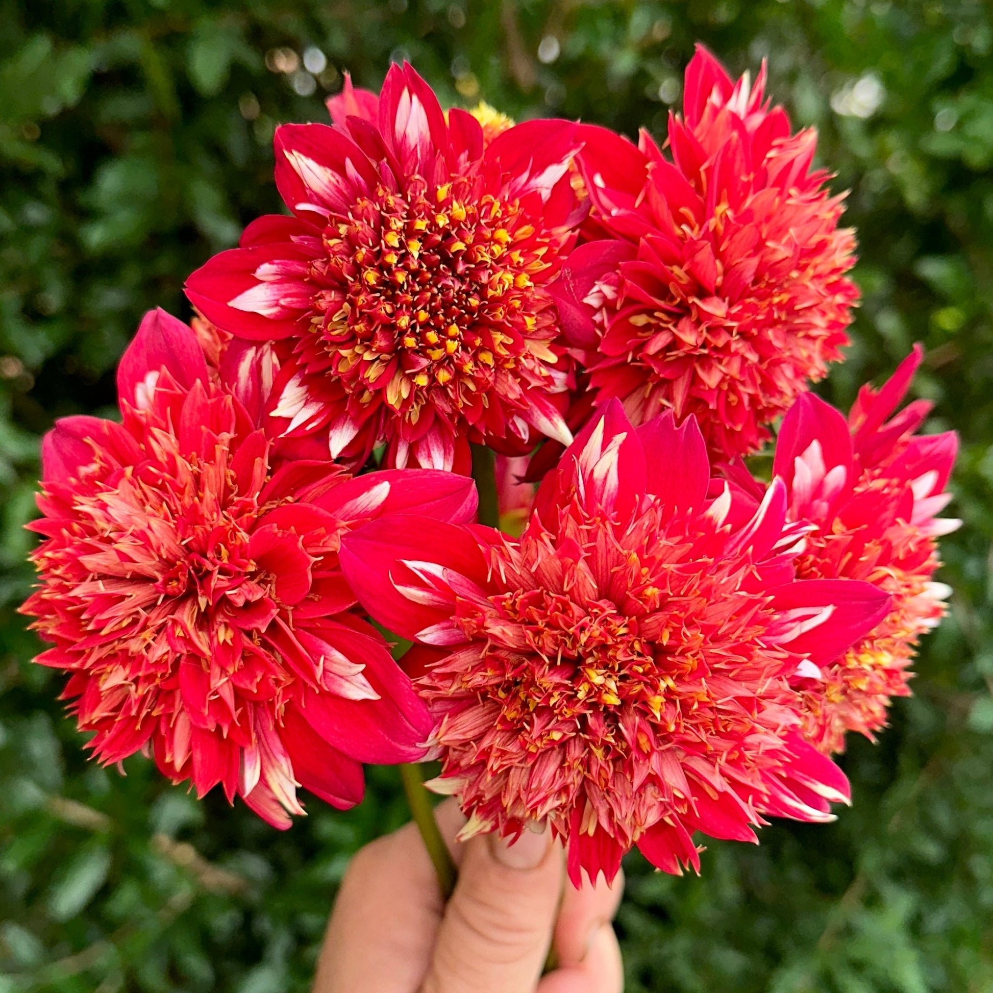 Speech Dahlia Tuber - Love Dahlias - south - africa - flower - bulbs