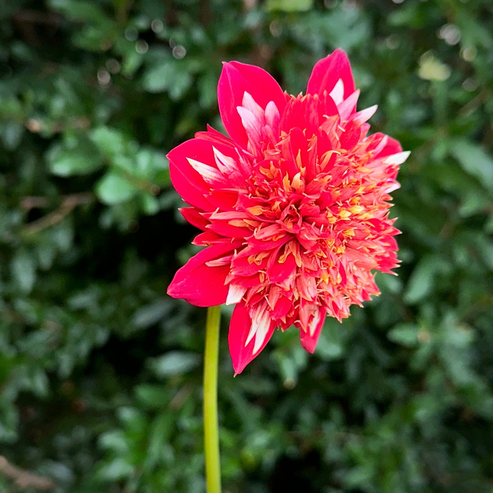 Speech Dahlia Tuber - Love Dahlias - south - africa - flower - bulbs