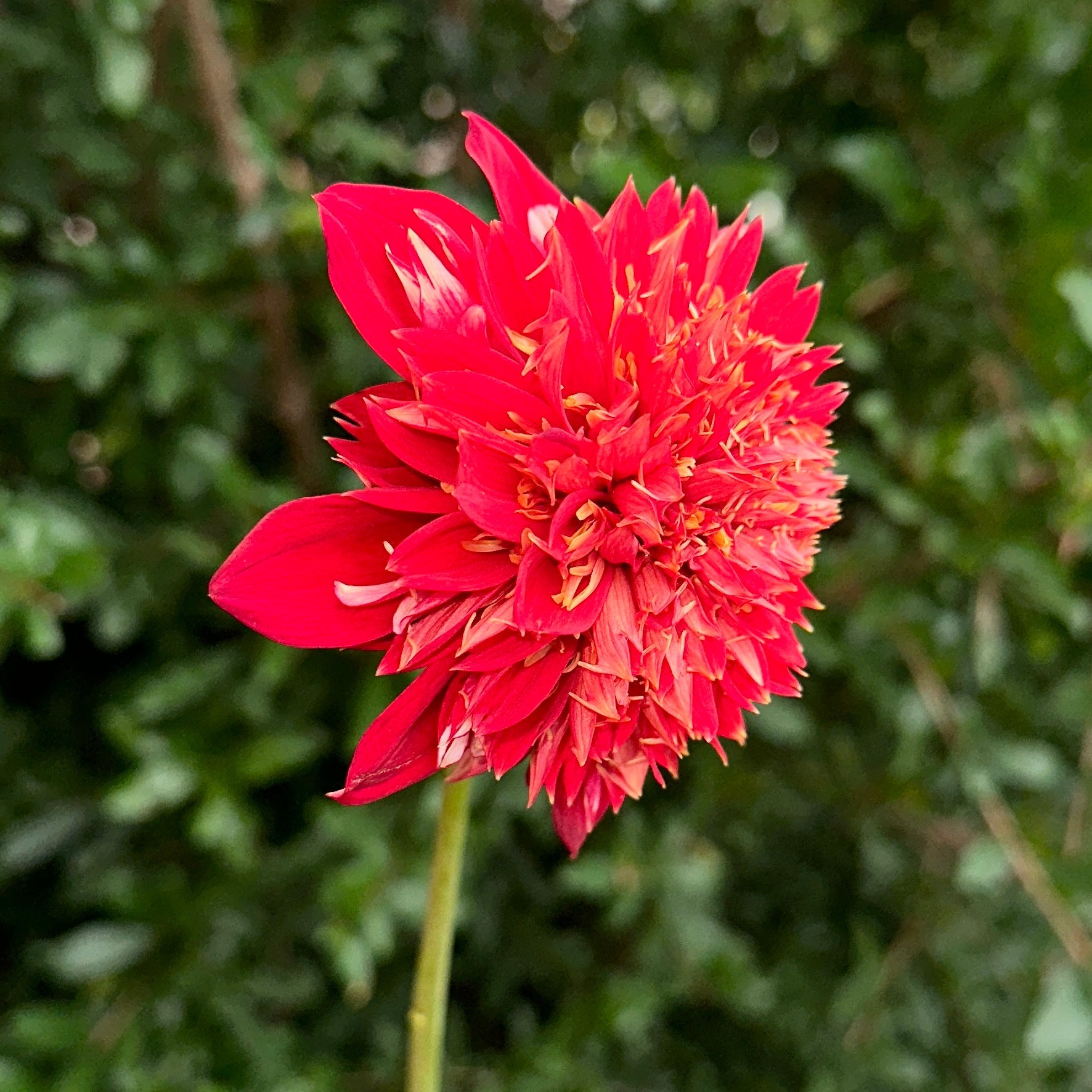 Speech Dahlia Tuber - Love Dahlias - south - africa - flower - bulbs