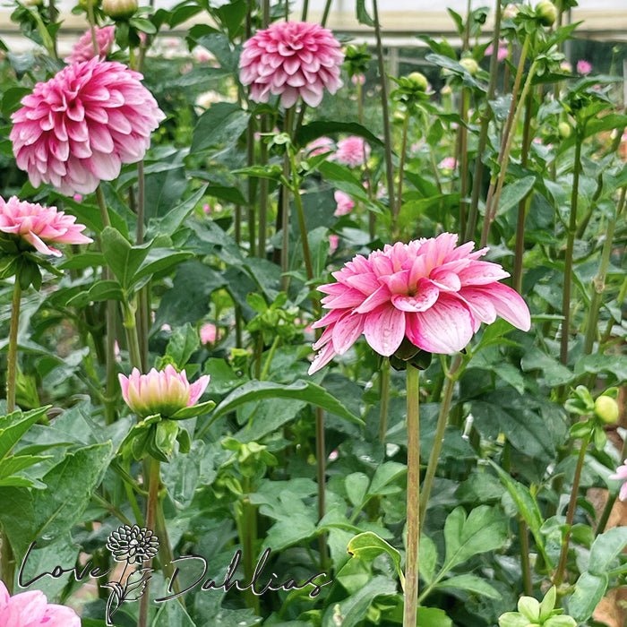 Strawberry and Cream Dahlia Tuber - Love Dahlias - south - africa - flower - bulbs
