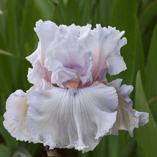 Strawberry Frosting Bearded Iris (Coming in 2028) - Love Dahlias - south - africa - flower - bulbs