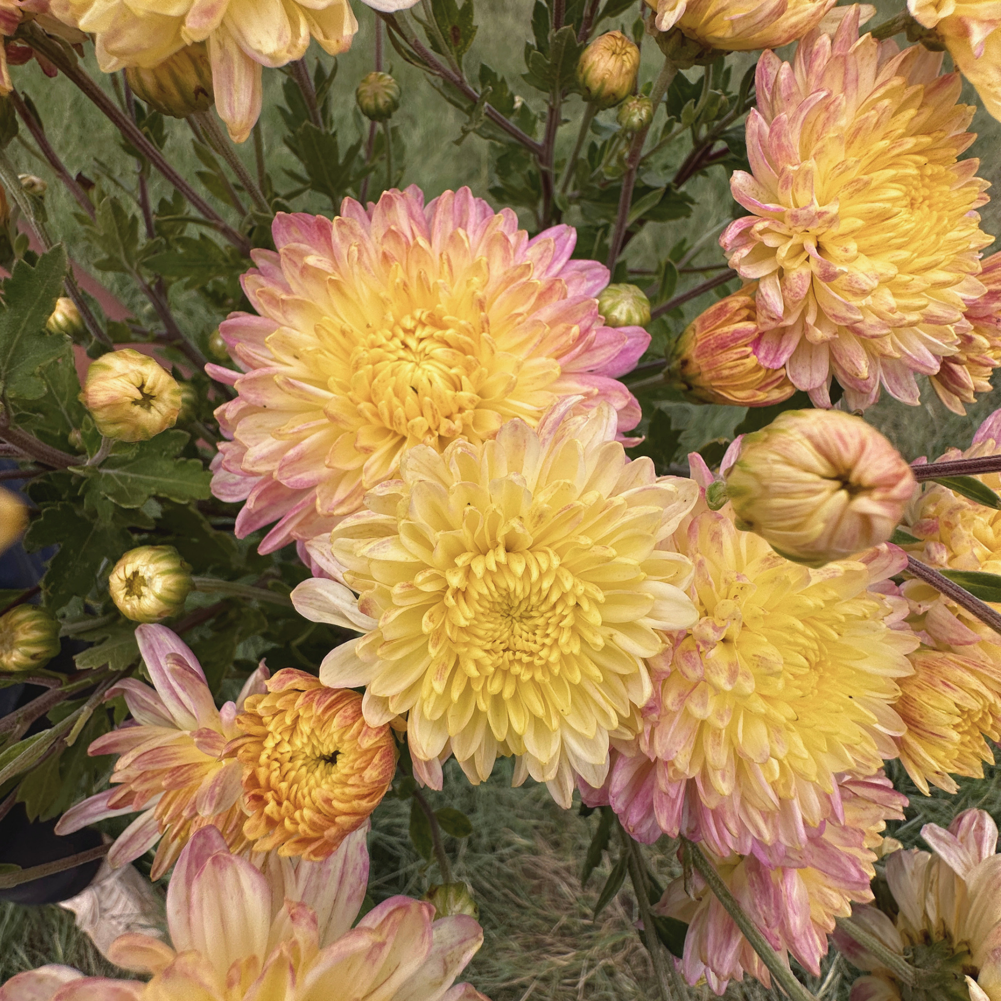 Strawberry Shortcake Heirloom Chrysanthemum | South Africa - Love Dahlias - south - africa - flower - bulbs