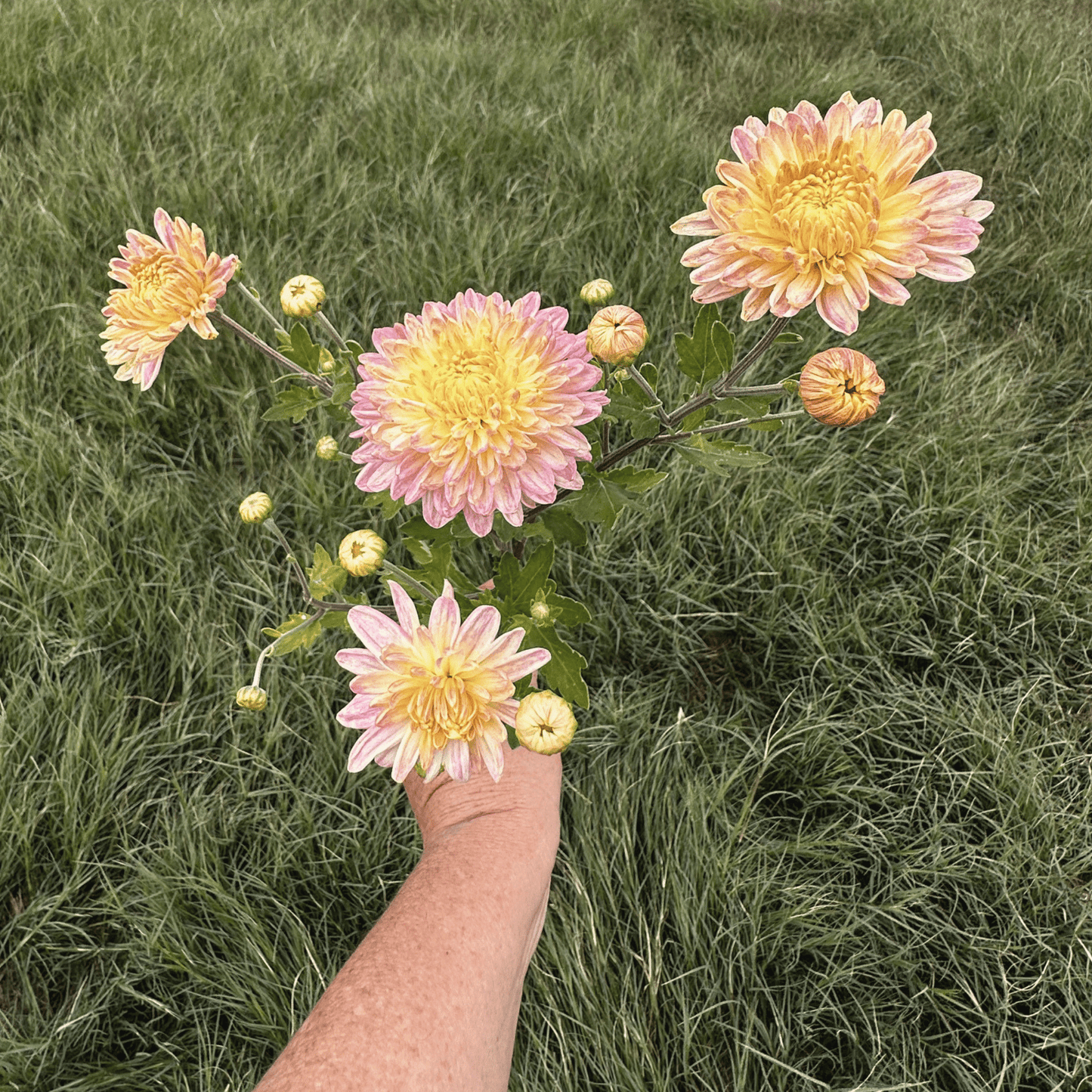 Strawberry Shortcake Heirloom Chrysanthemum | South Africa - Love Dahlias - south - africa - flower - bulbs